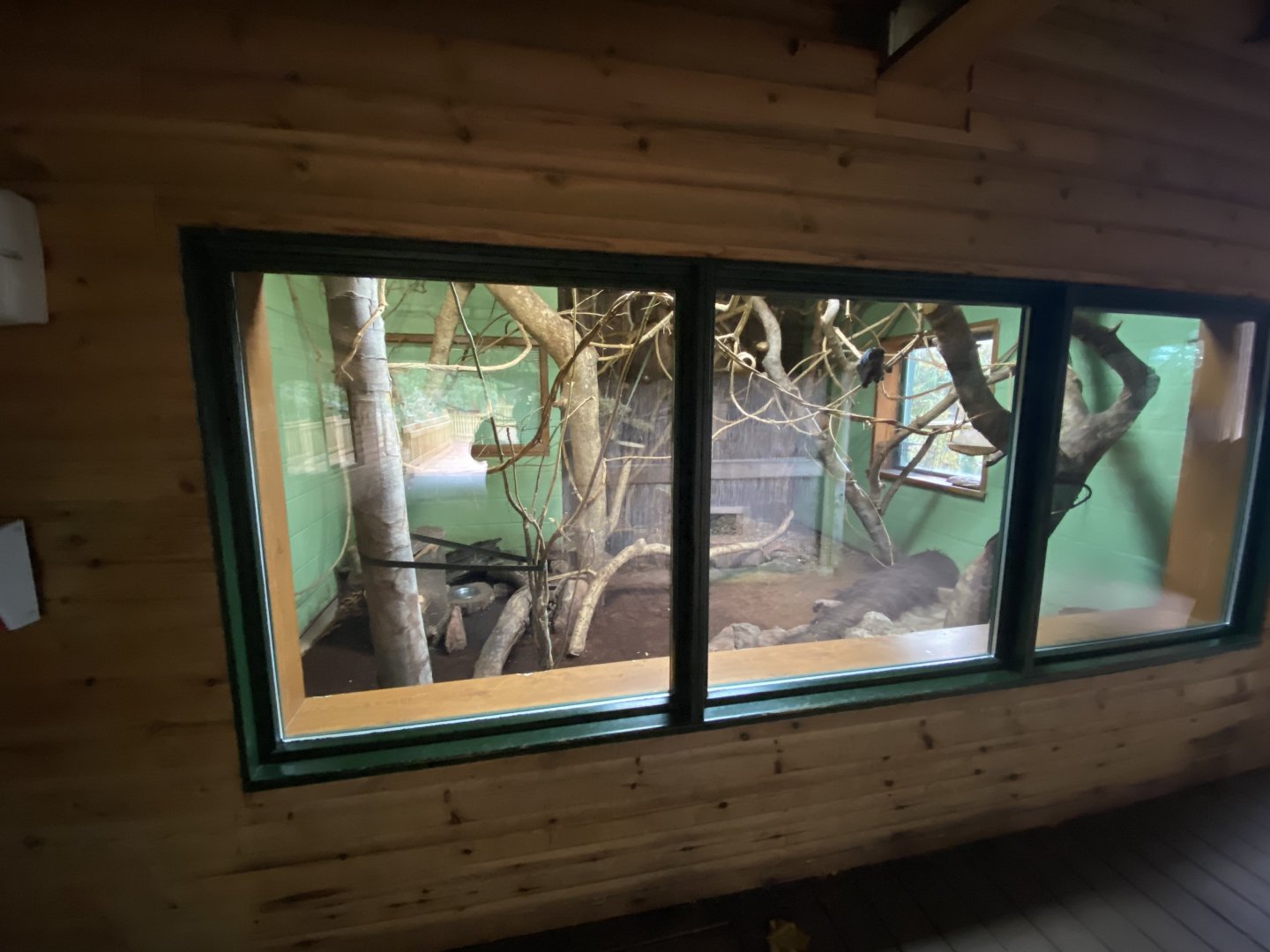 Monkey Heights - Goeldi's monkey and Pygmy marmoset exhibit 201121