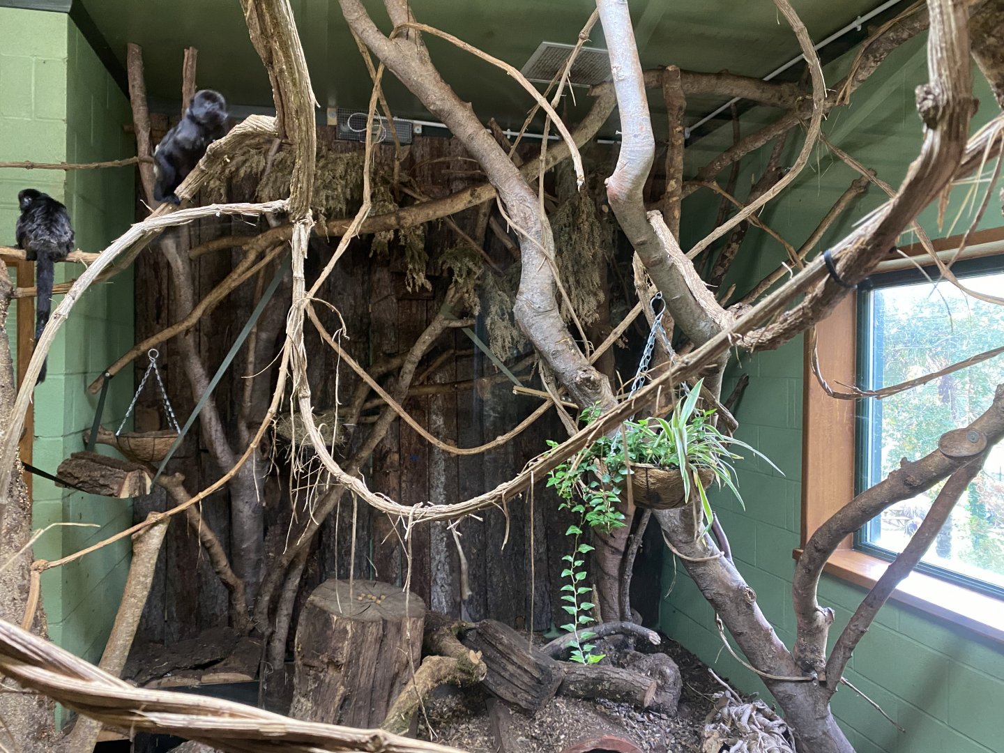 Monkey Heights - Goeldi's monley exhibit 181020