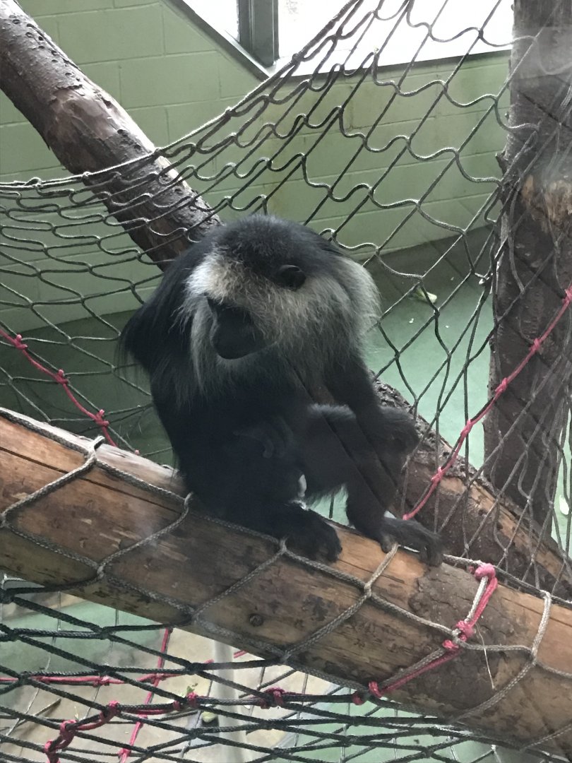 Monkey Heights - King colobus 050119