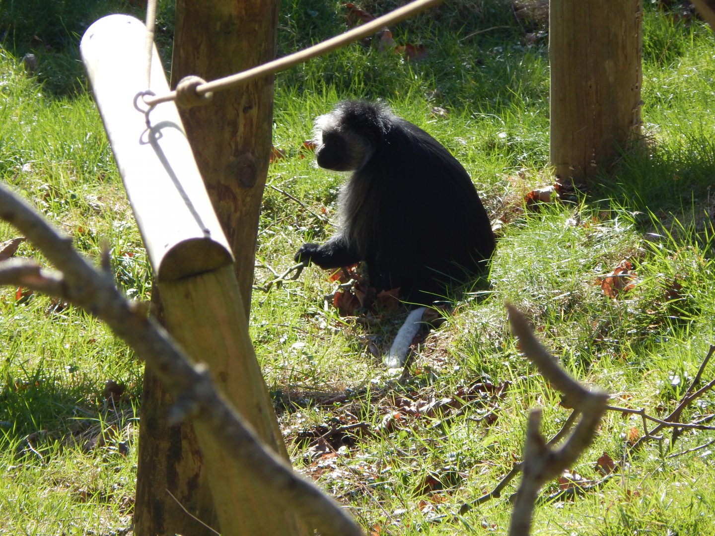 Monkey Heights - King colobus 240222