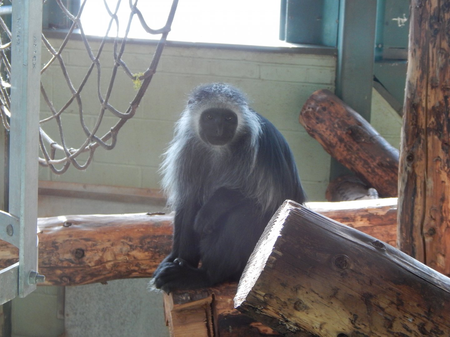 Monkey Heights - King colobus 240222