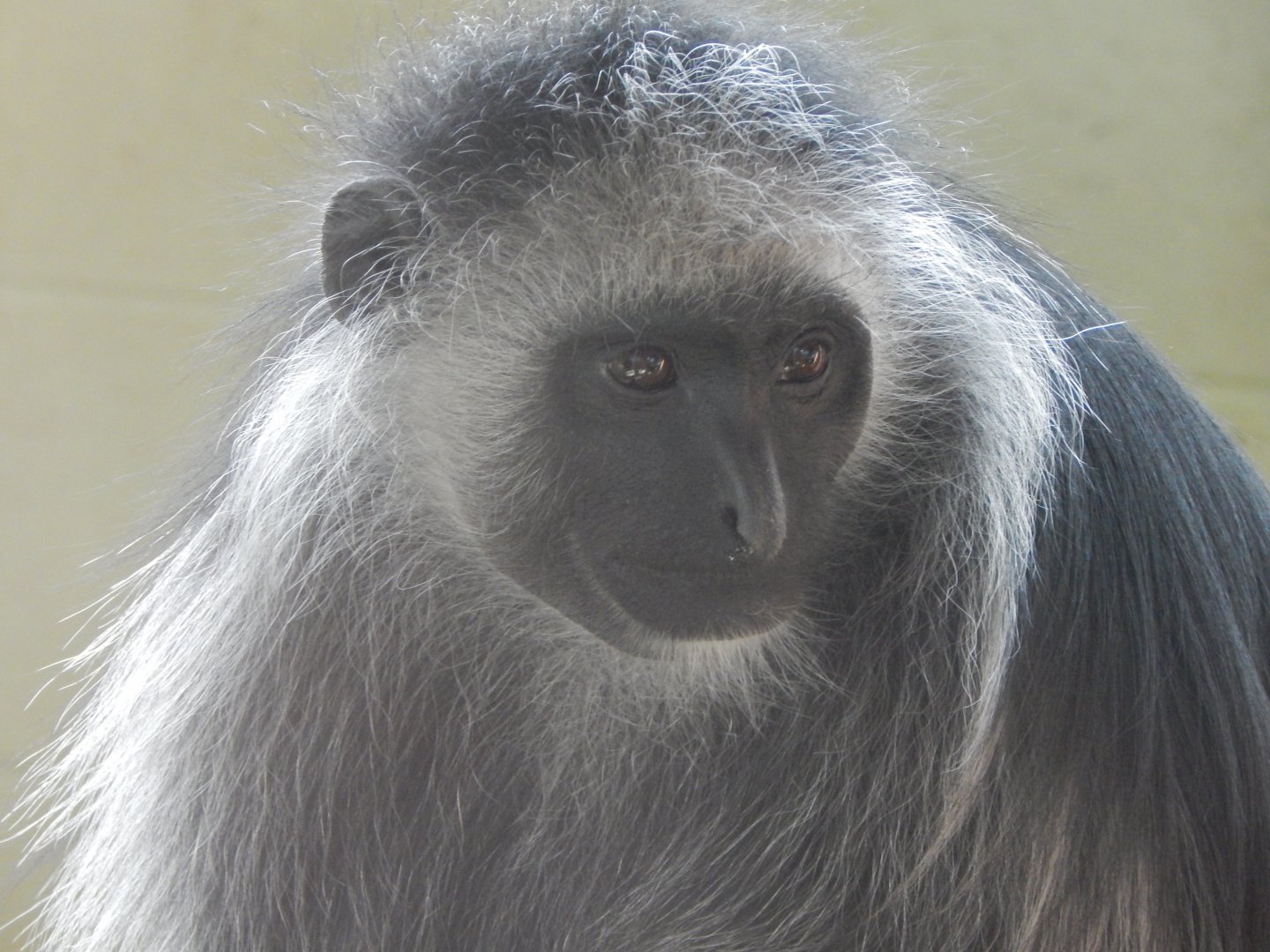 Monkey Heights - King colobus 240222