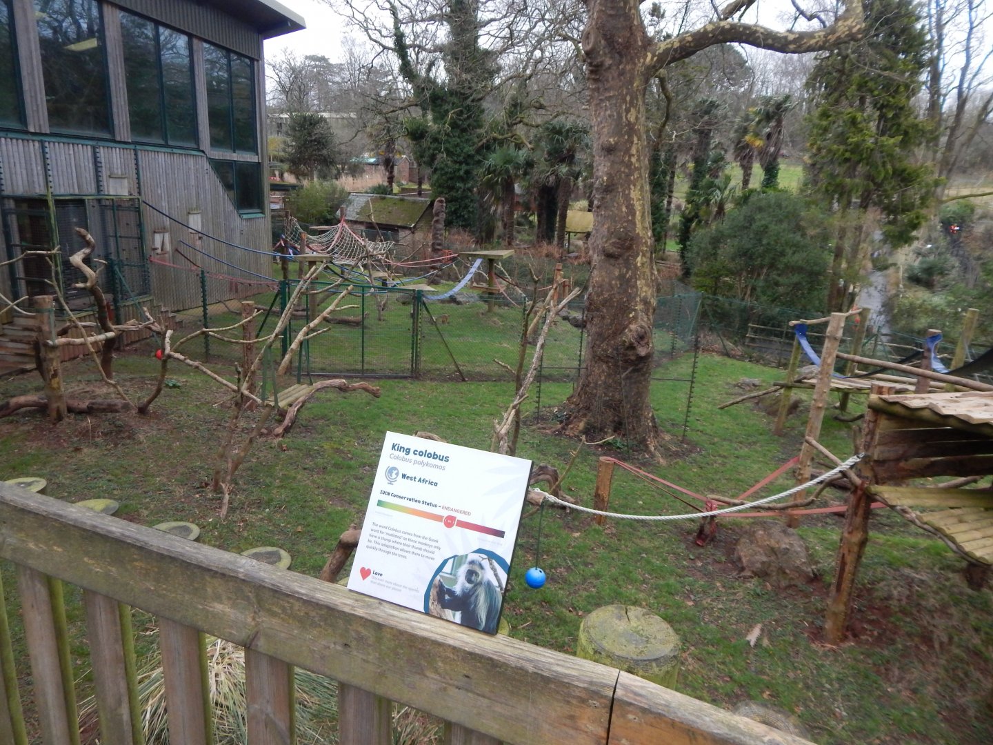 Monkey Heights - King colobus enclosure 050224