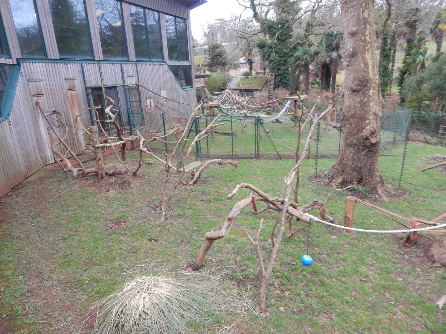 Monkey Heights - King colobus enclosure 050224