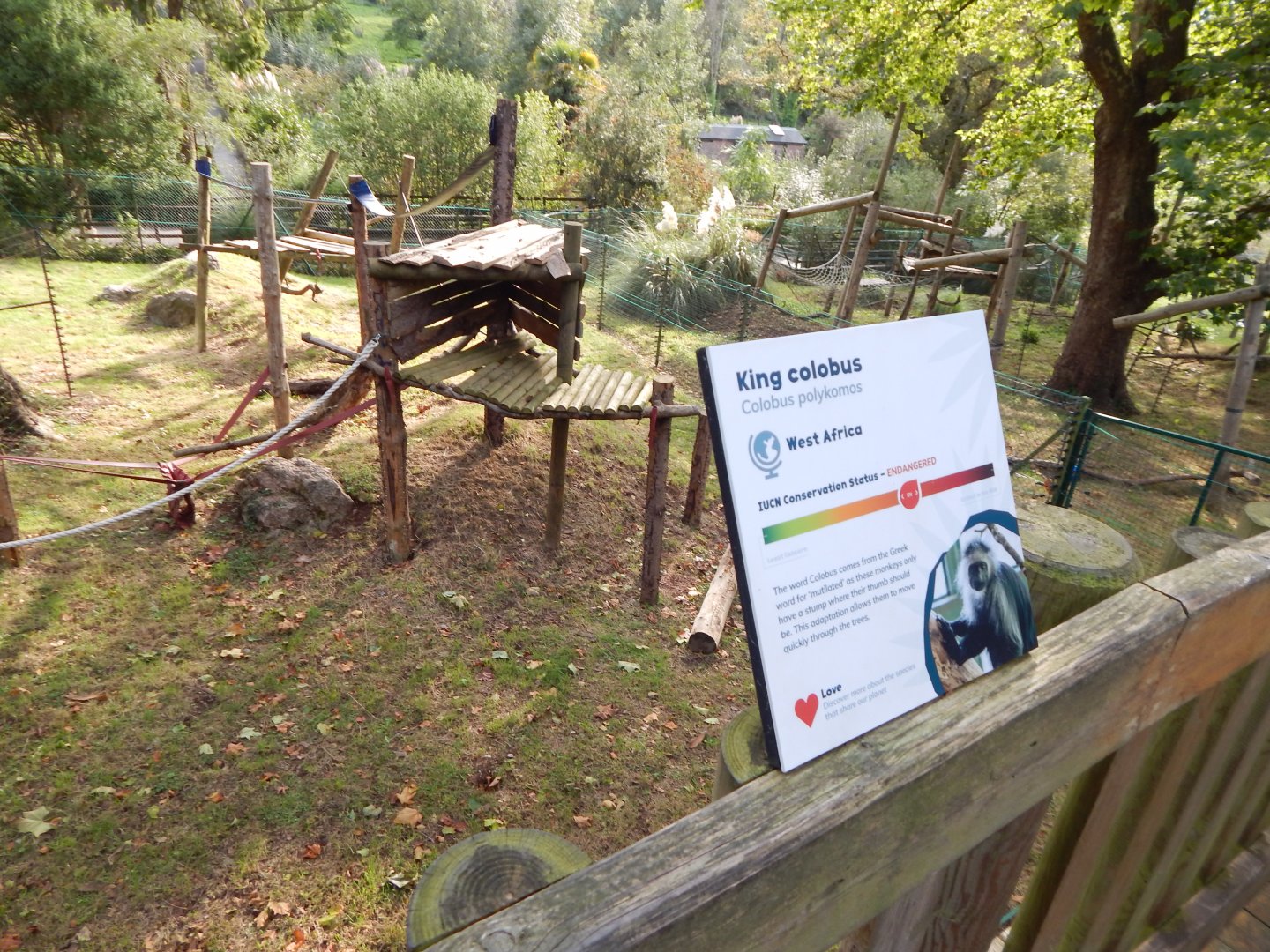 Monkey Heights - King colobus enclosure 290923