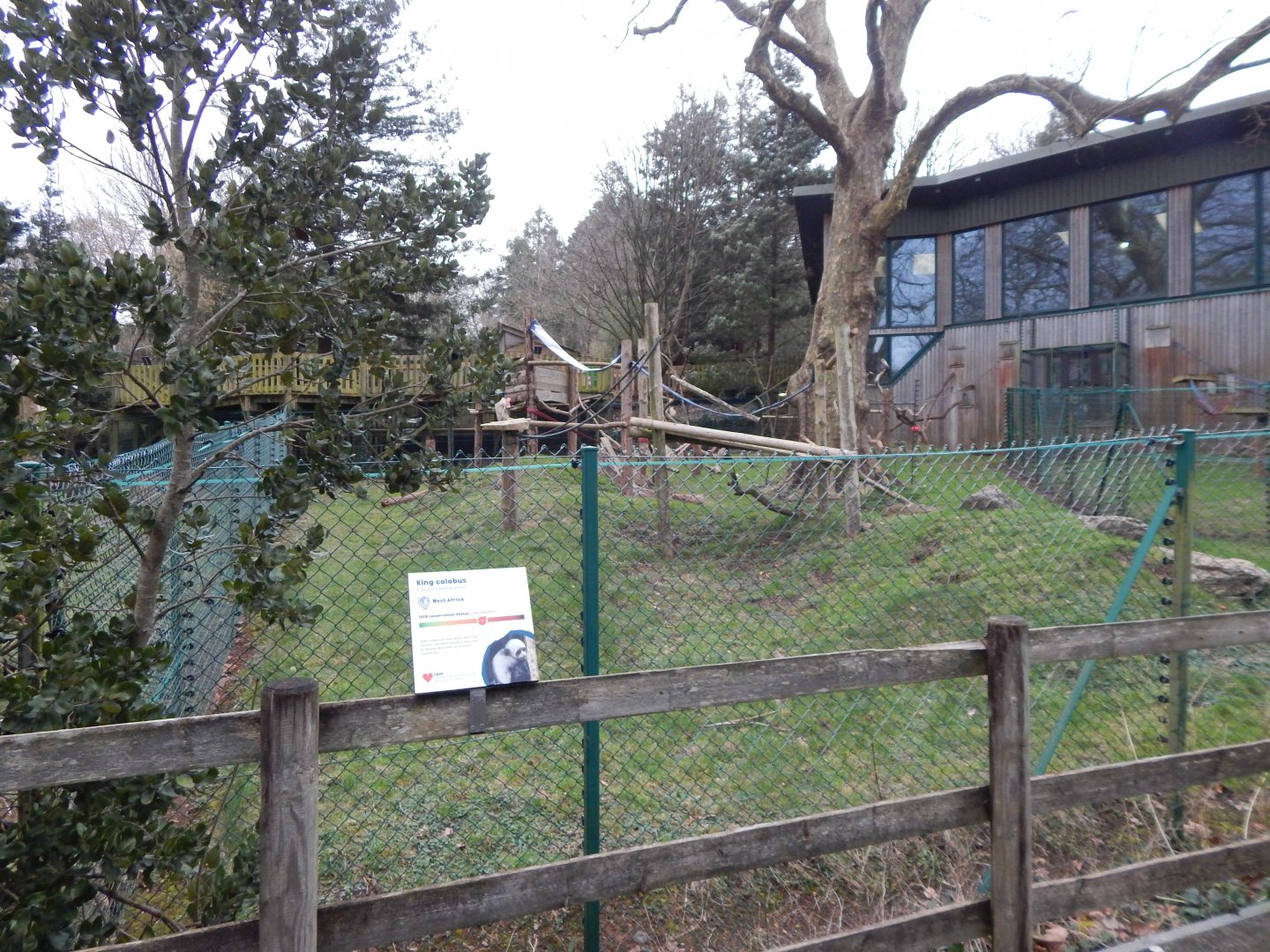 Monkey Heights - King colobus exhibit 050224