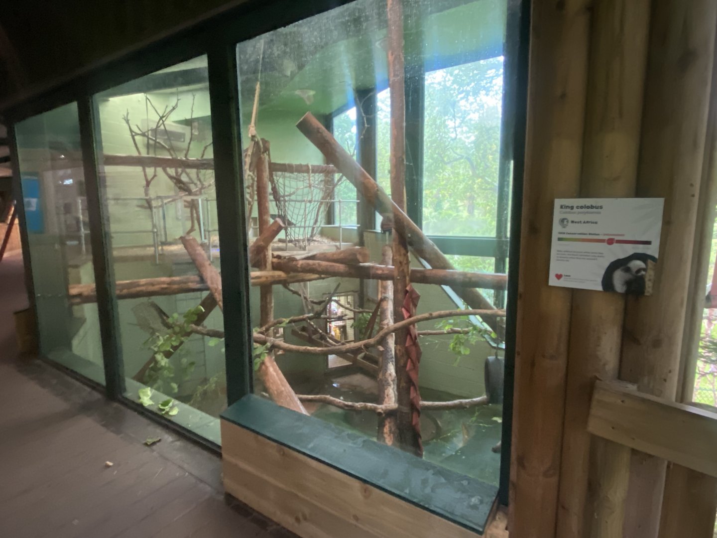 Monkey Heights - King colobus exhibit 130624