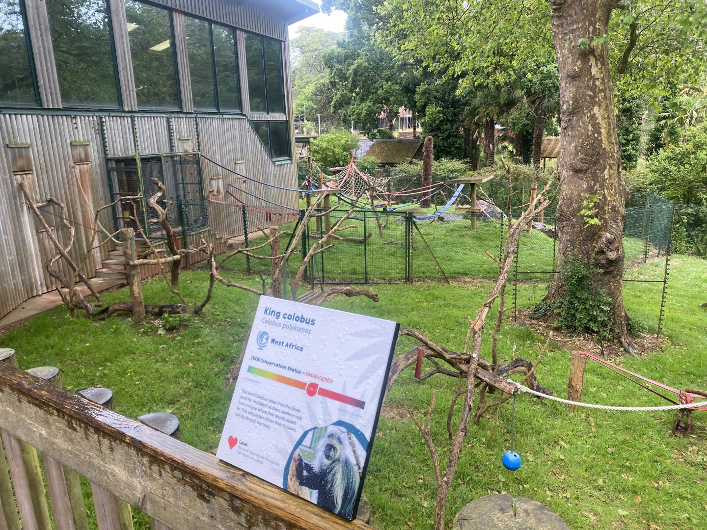 Monkey Heights - King colobus exhibit 130624