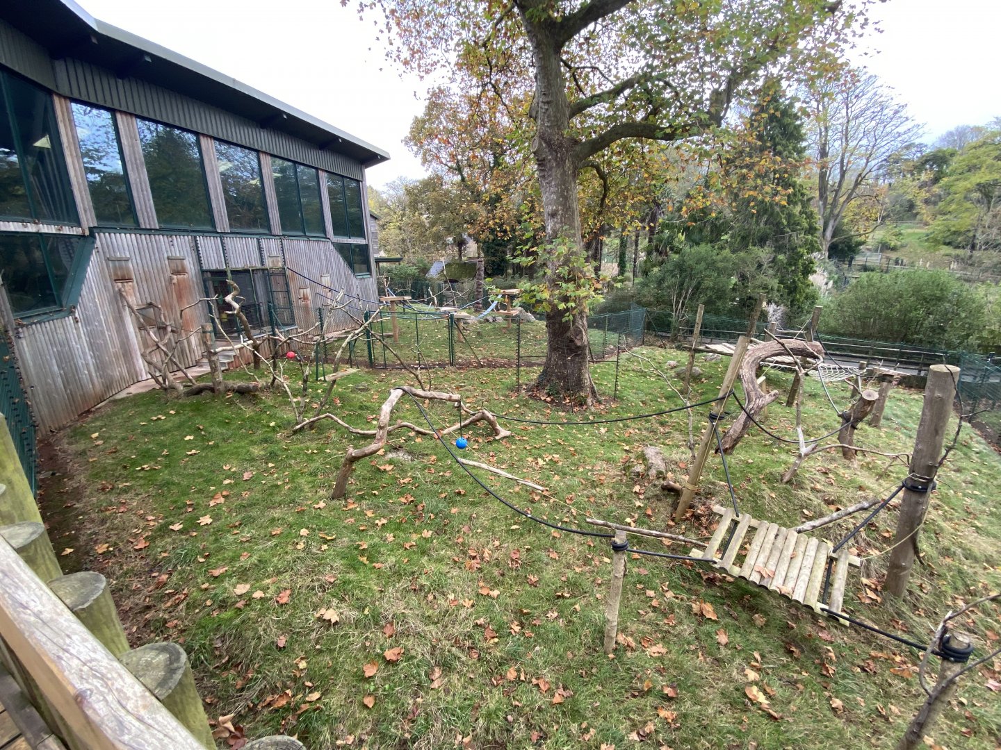 Monkey Heights - King colobus exhibit 201121