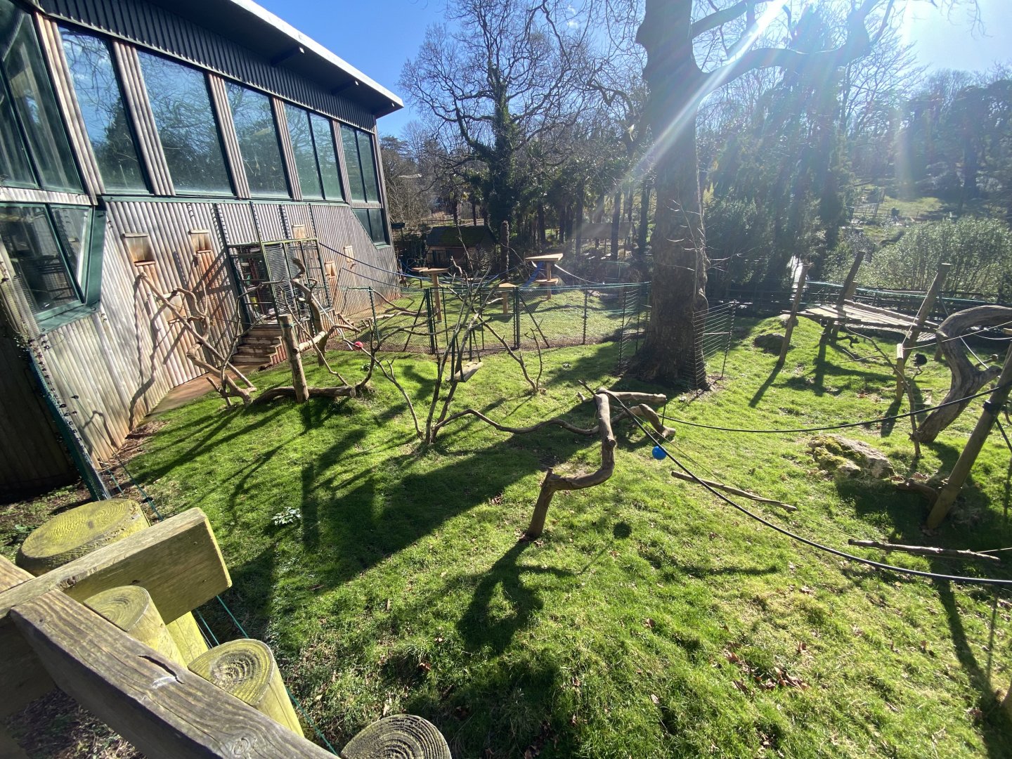 Monkey Heights - King colobus exhibit 240222