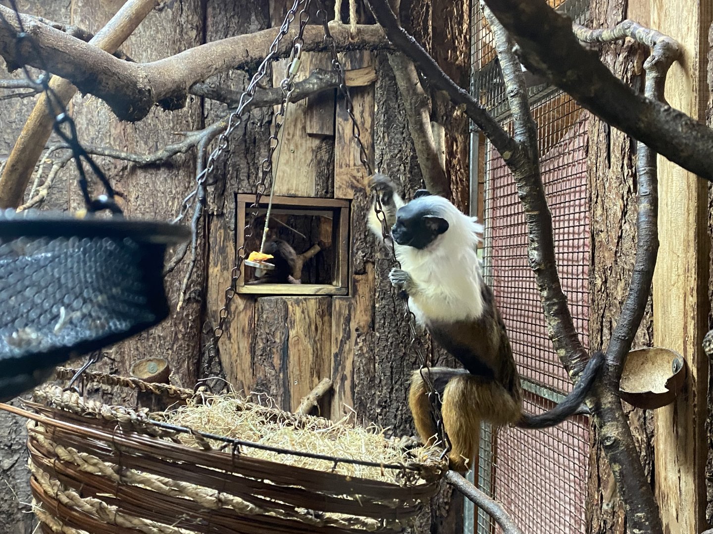 Monkey Heights - Pied tamarin 201121