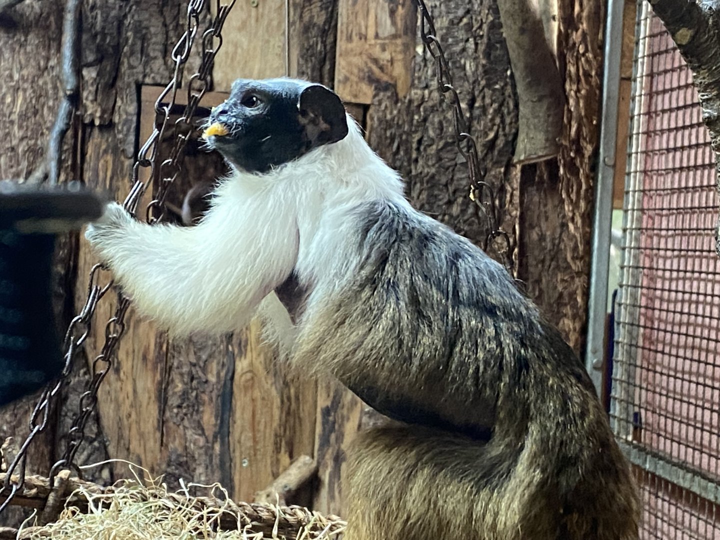 Monkey Heights - Pied tamarin 201121