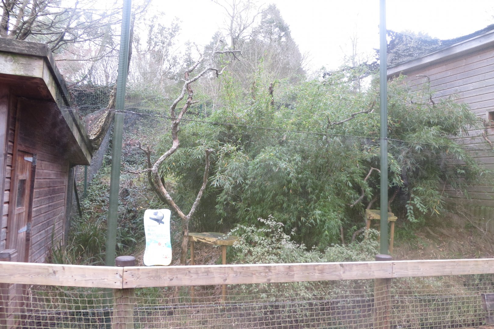 Monkey Heights - Pied tamarin exhibit 050119