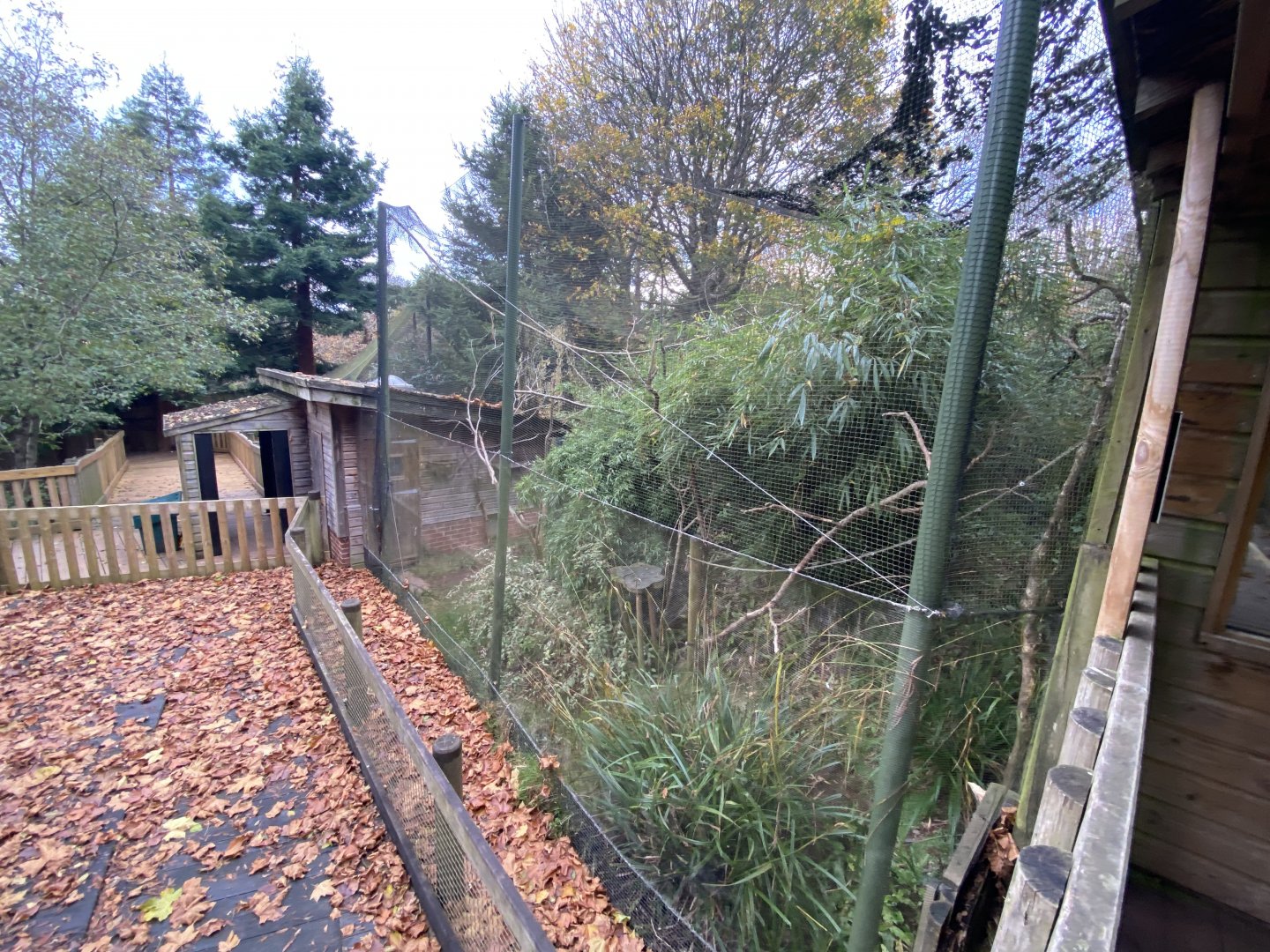 Monkey Heights - Pied tamarin exhibit 201121