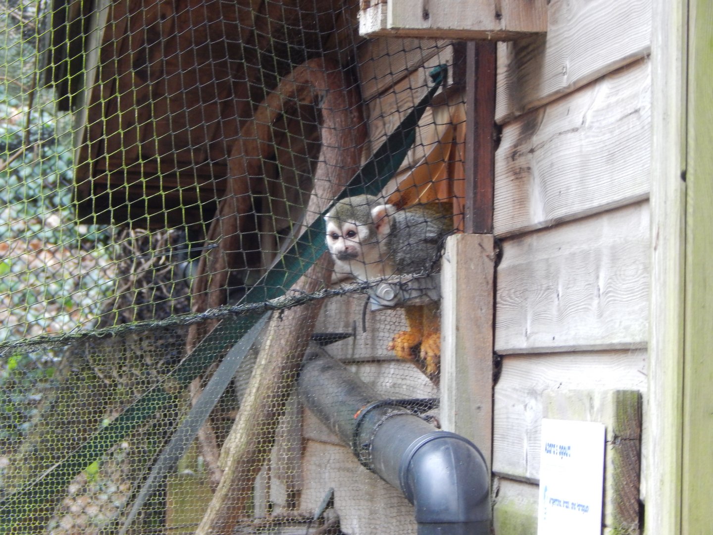 Monkey Heights - Squirrel monkey 050224
