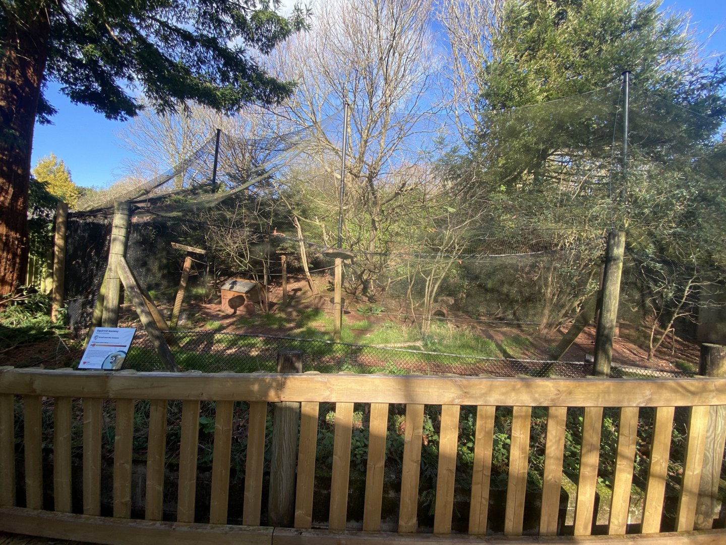 Monkey Heights - Squirrel monkey and Azara's agouti exhibit 240222