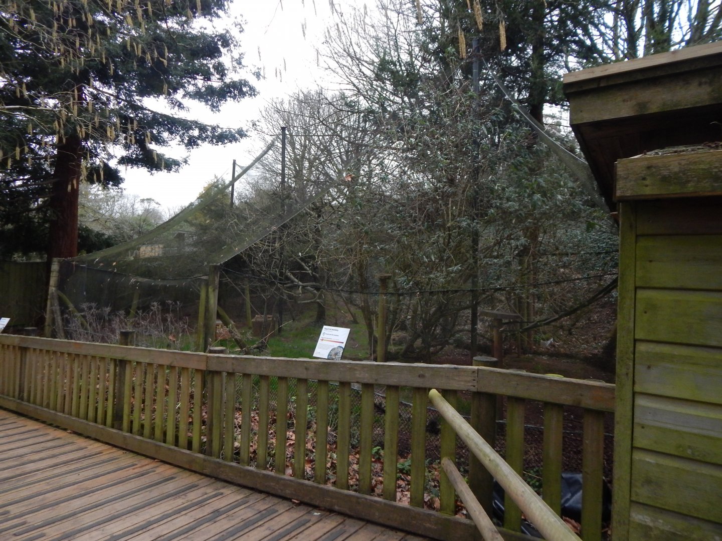 Monkey Heights - Squirrel monkey/Azara's agouti enclosure 050224