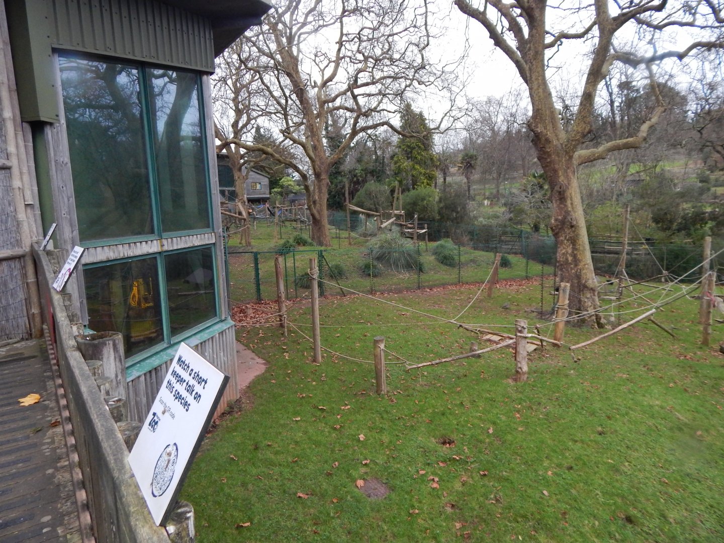 Monkey Heights - Sulawesi black crested macaque habitat 111224