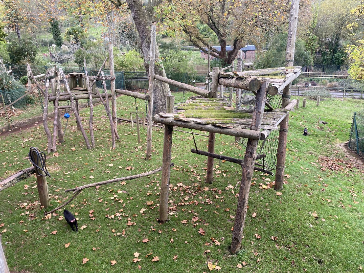 Monkey Heights - Sulawesi crested black macaque exhibit 201121