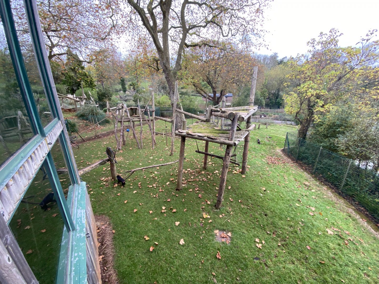 Monkey Heights - Sulawesi crested black macaque exhibit 201121