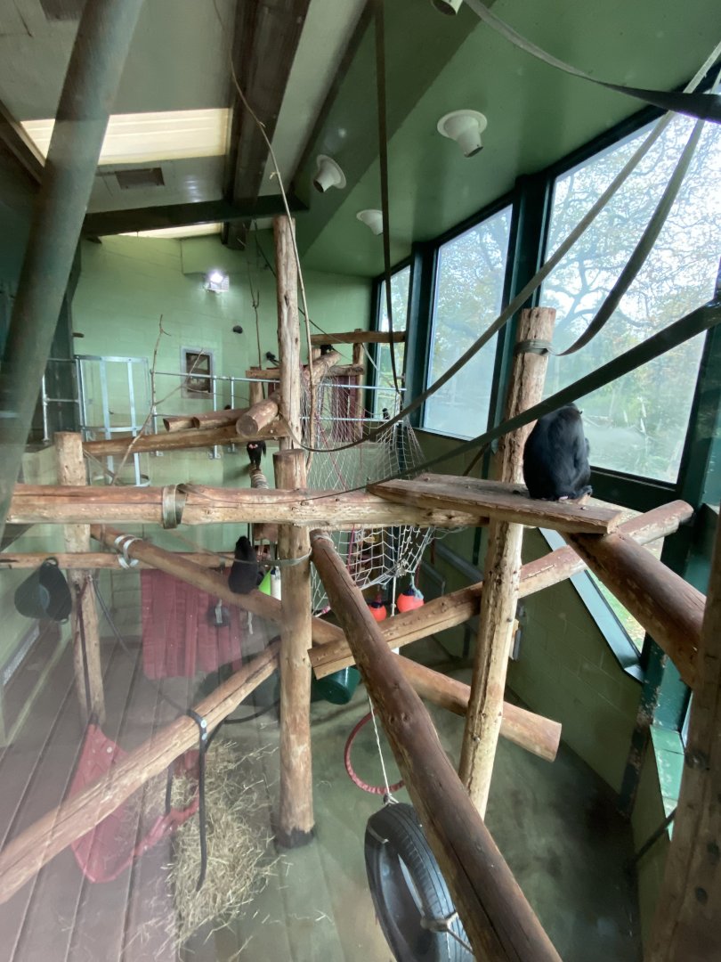 Monkey Heights - Sulawesi crested black macaque exhibit 201121