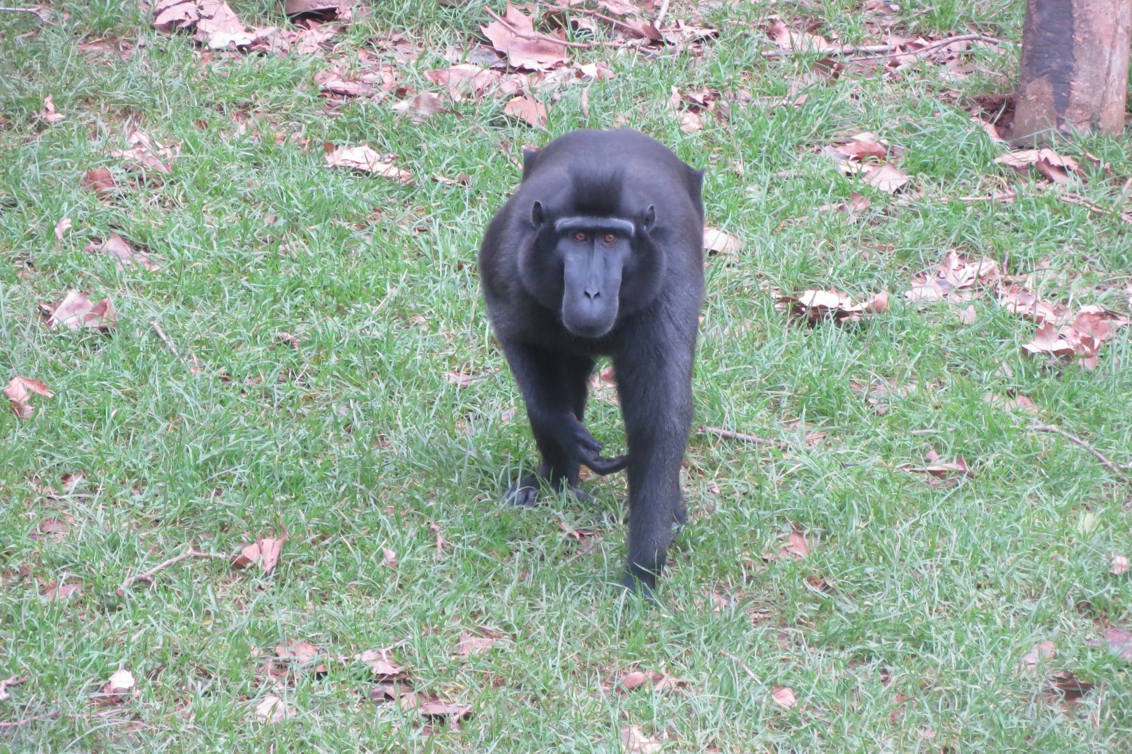 Monkey Heights - Sulawesi crested macaque 050119