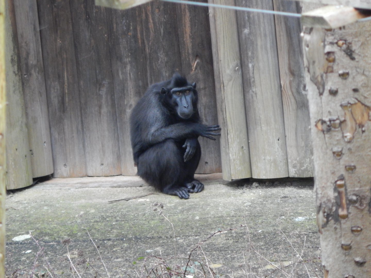Monkey Heights - Sulawesi crested macaque 050224