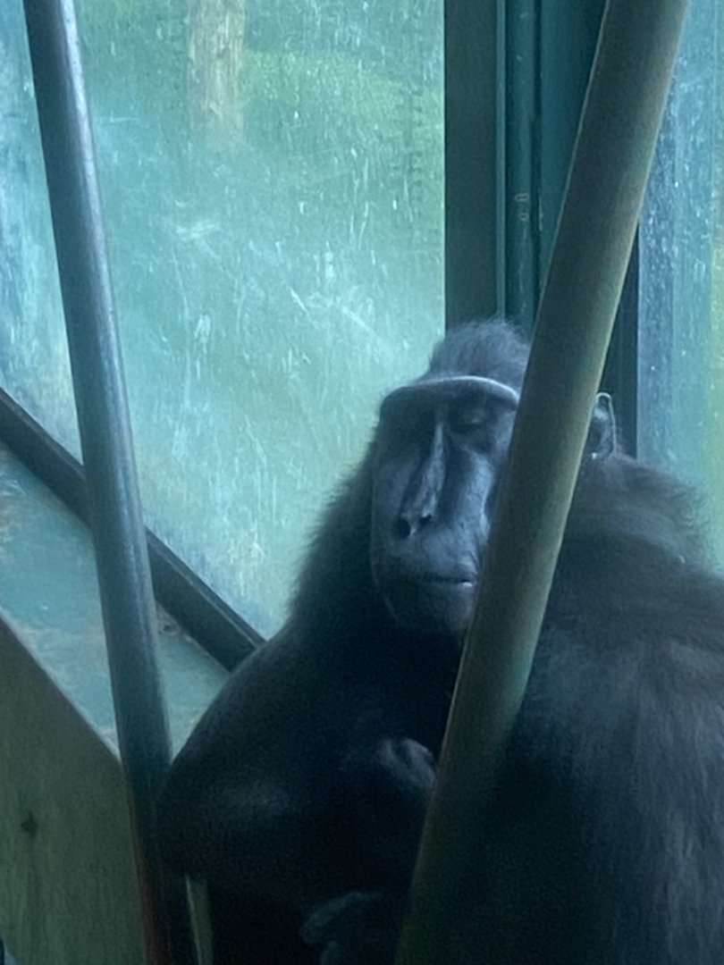 Monkey Heights - Sulawesi crested macaque 130624