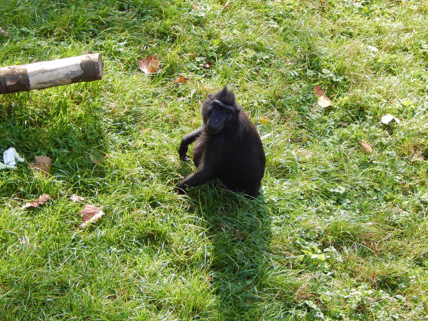 Monkey Heights - Sulawesi crested macaque 181020