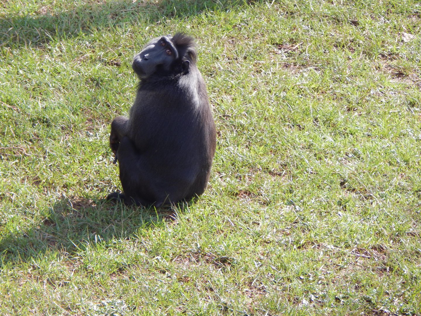 Monkey Heights - Sulawesi crested macaque 240222