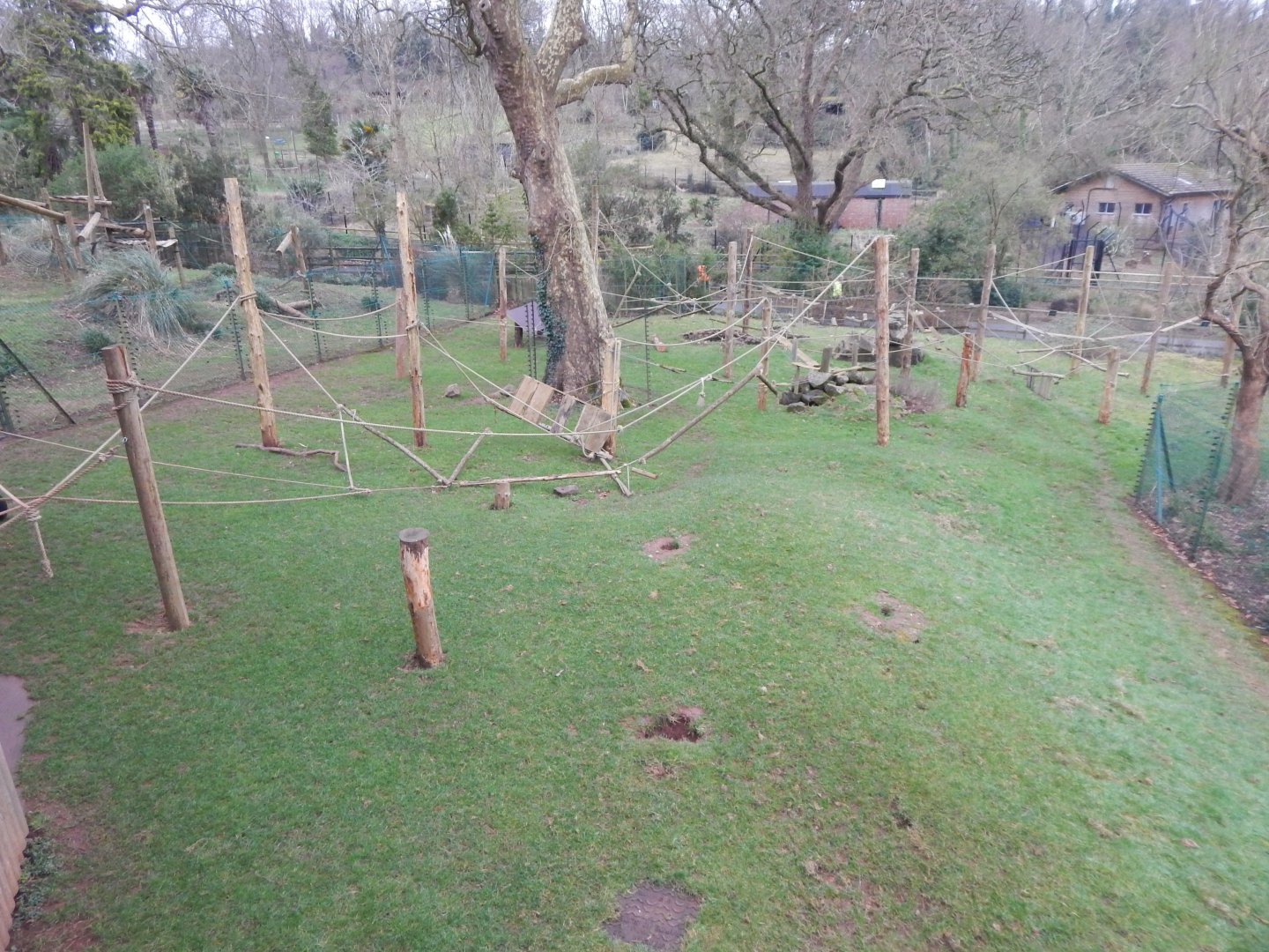 Monkey Heights - Sulawesi crested macaque enclosure 050224