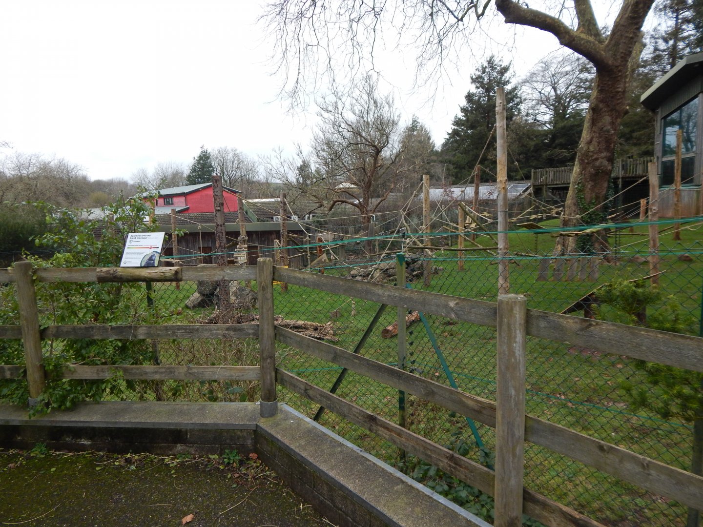 Monkey Heights - Sulawesi crested macaque exhibit 050224