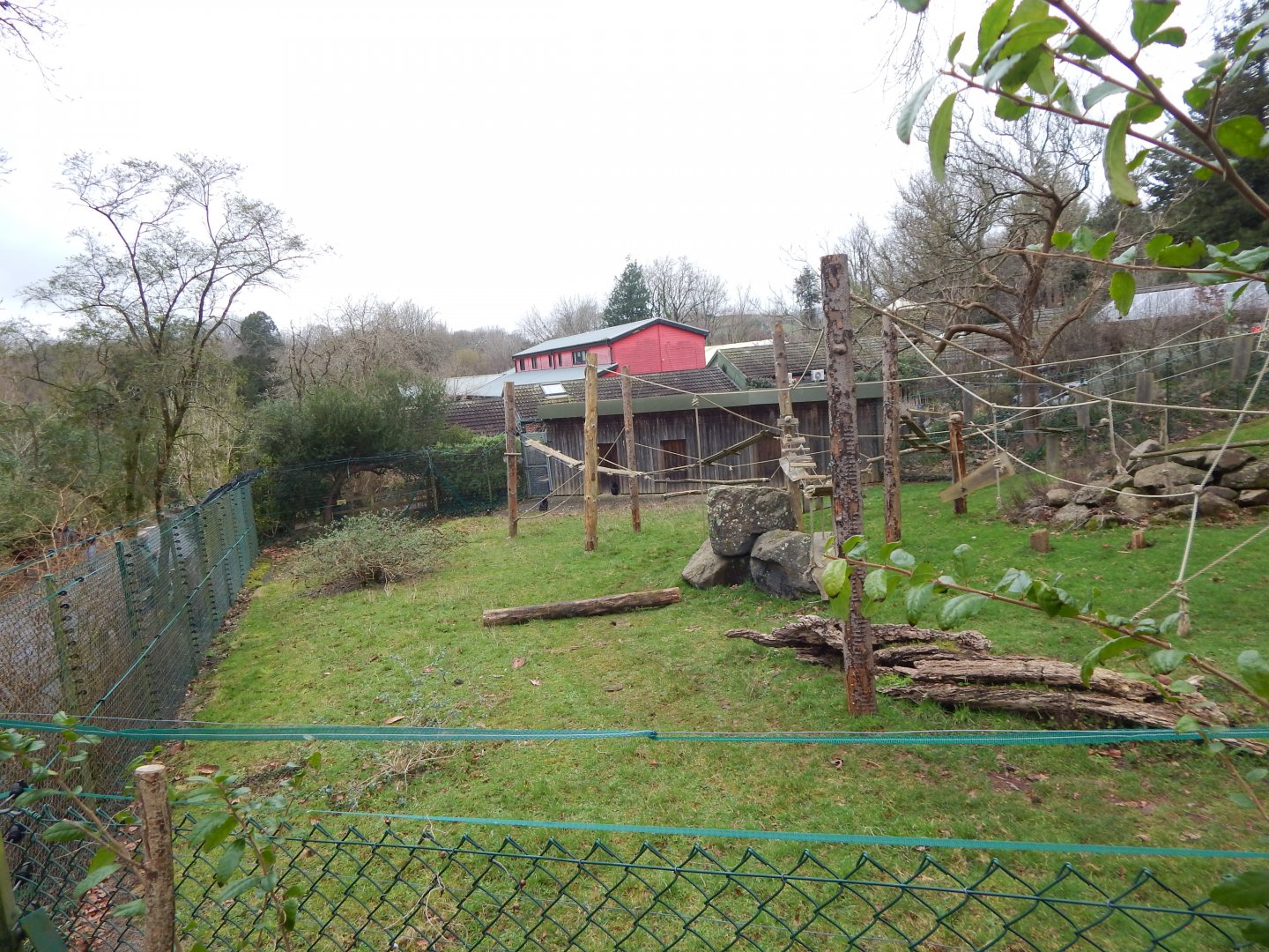 Monkey Heights - Sulawesi crested macaque exhibit 050224