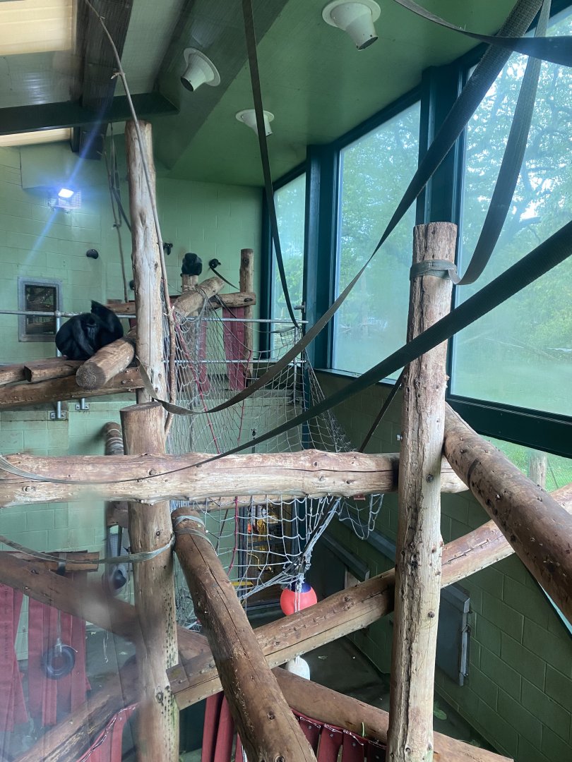 Monkey Heights - Sulawesi crested macaque exhibit 130624