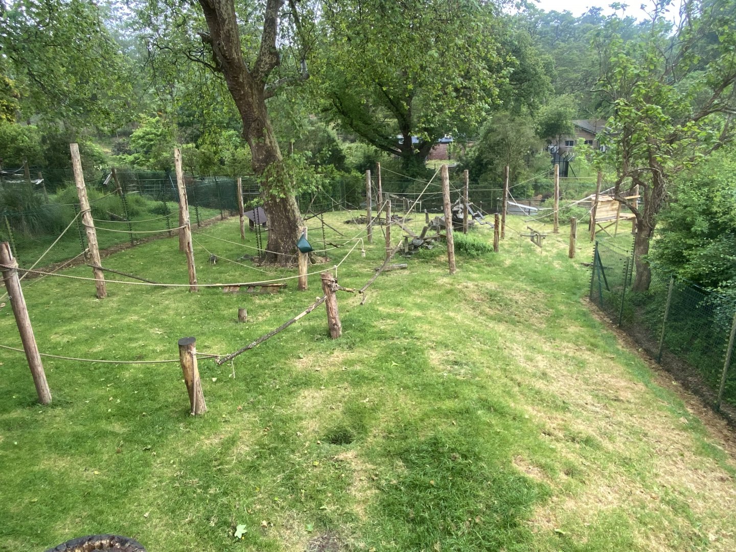 Monkey Heights - Sulawesi crested macaque exhibit 130624