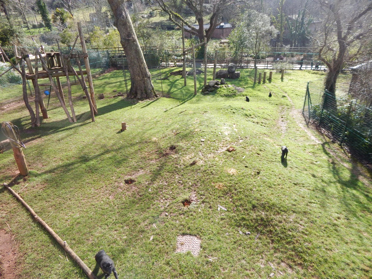 Monkey Heights - Sulawesi crested macaque exhibit 240222