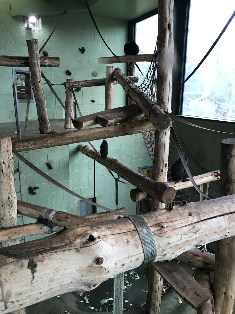 Monkey Heights - Sulawesi crested macaque indoors 050119