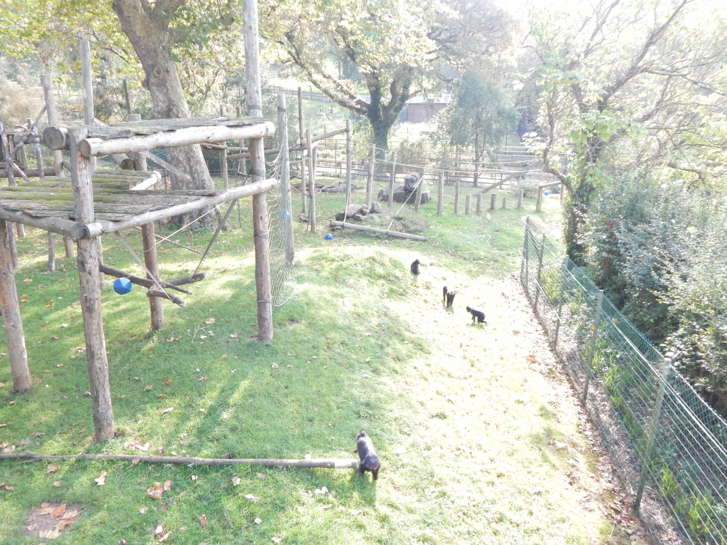 Monkey Heights - Sulawesi crested macaque outdoors 181020