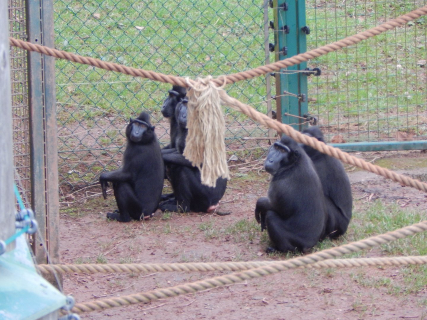 Monkey Heights - Sulawesi crested macaques 050224