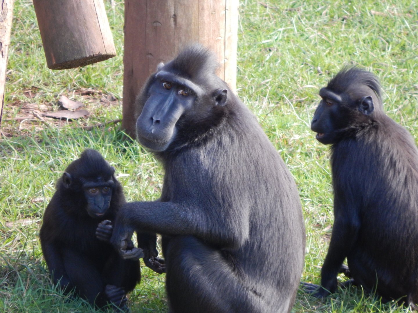 Monkey Heights - Sulawesi crested macaques 240222