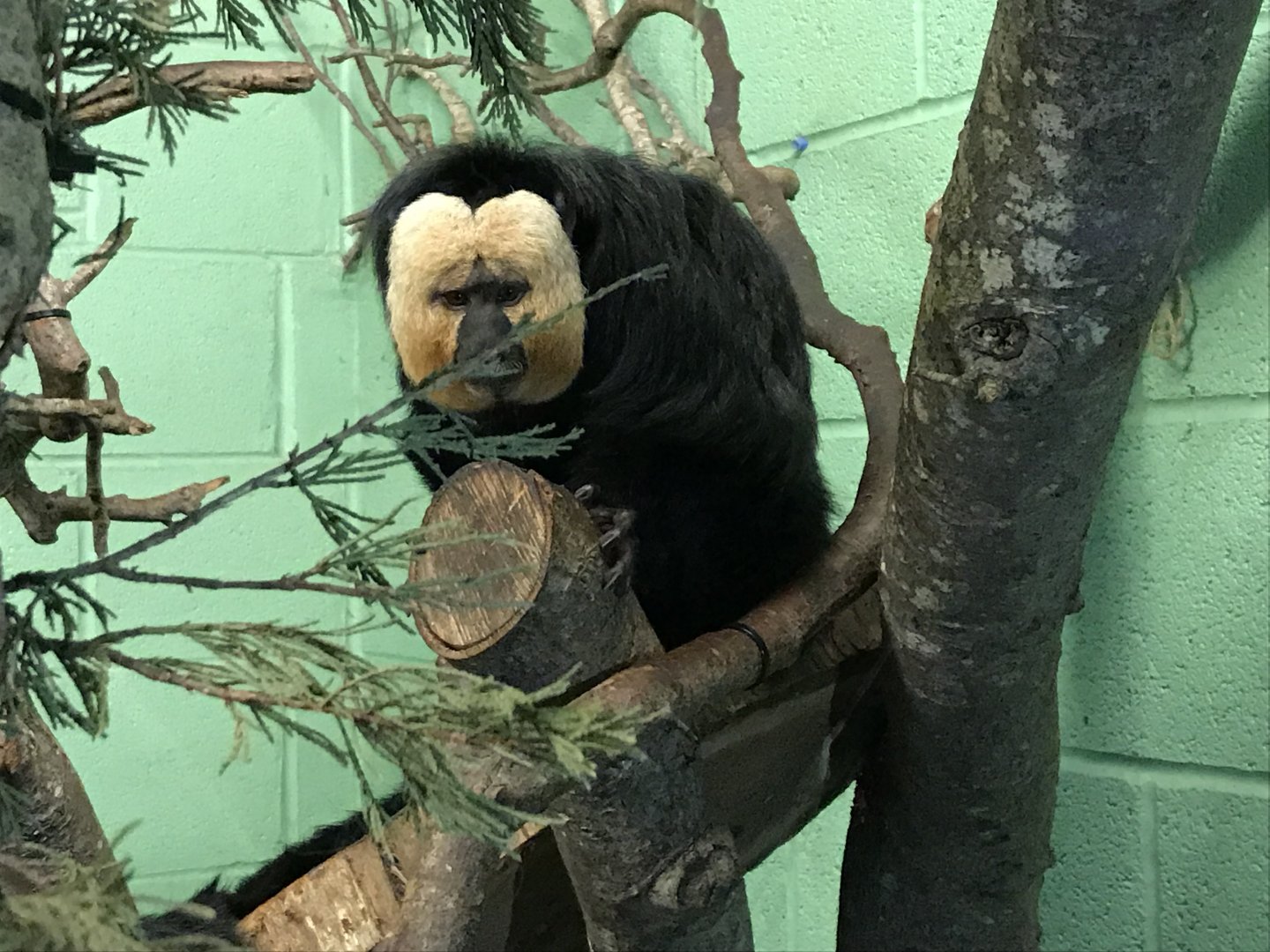 Monkey Heights - White-faced saki 050119