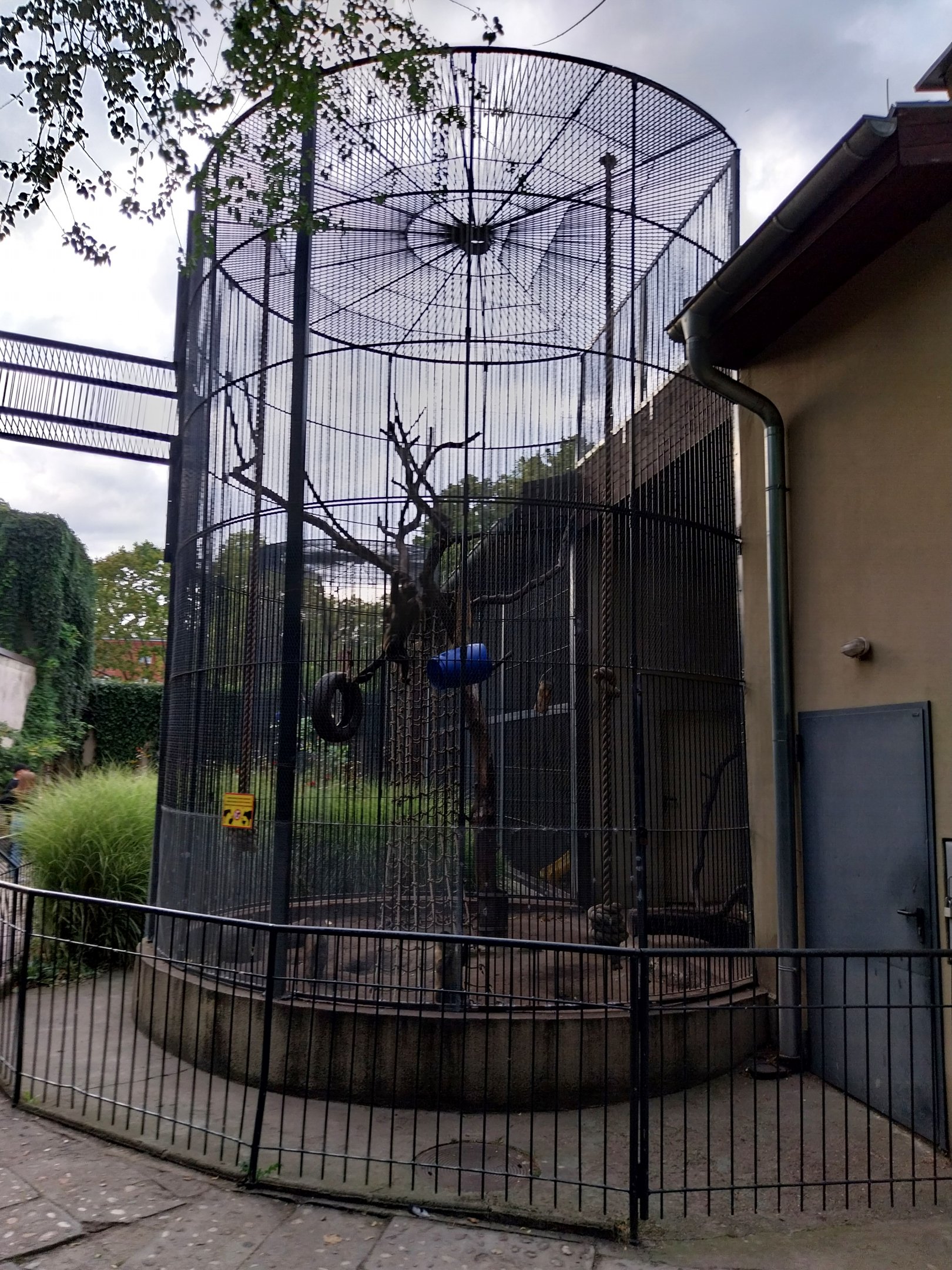 Monkey Hous e- Black-capped Capuchin (Sapajus apella)