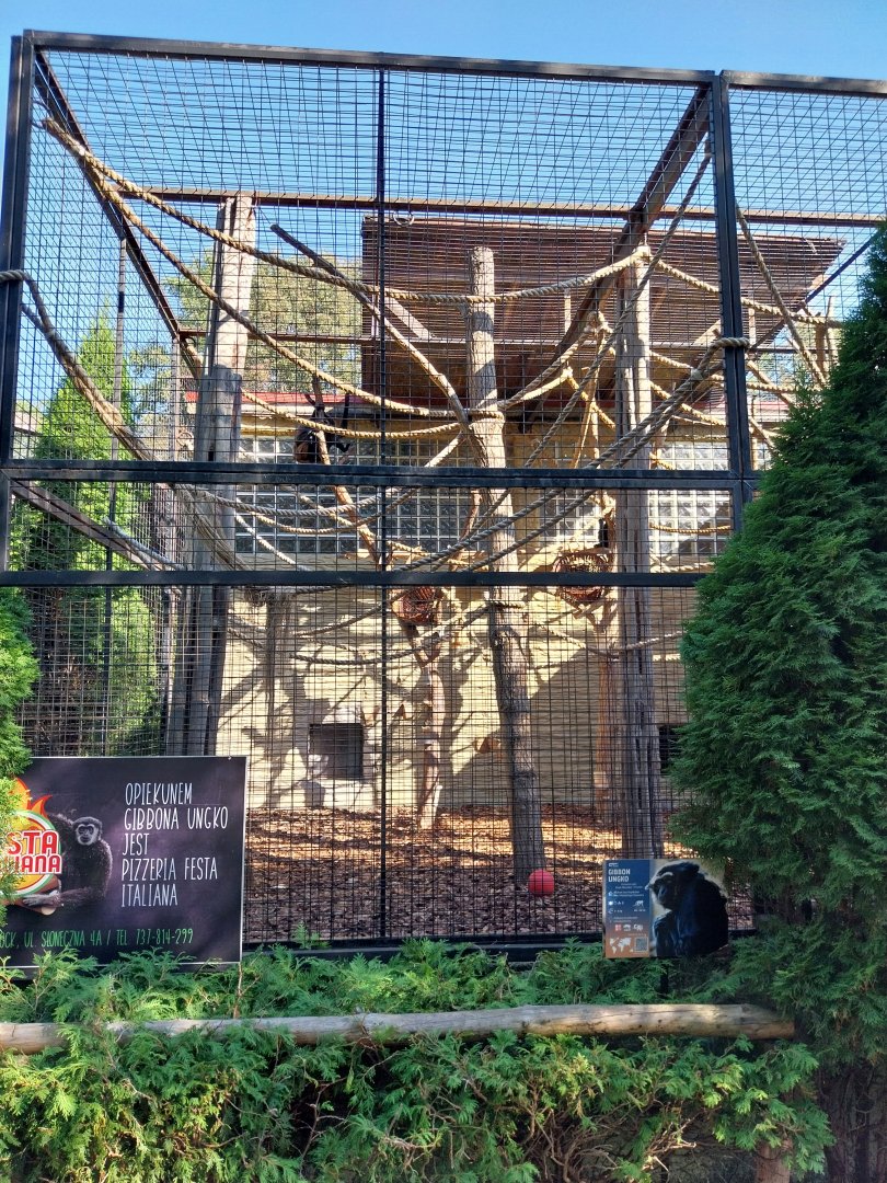 Monkey House - Agile Gibbon (Hylobates agilis)