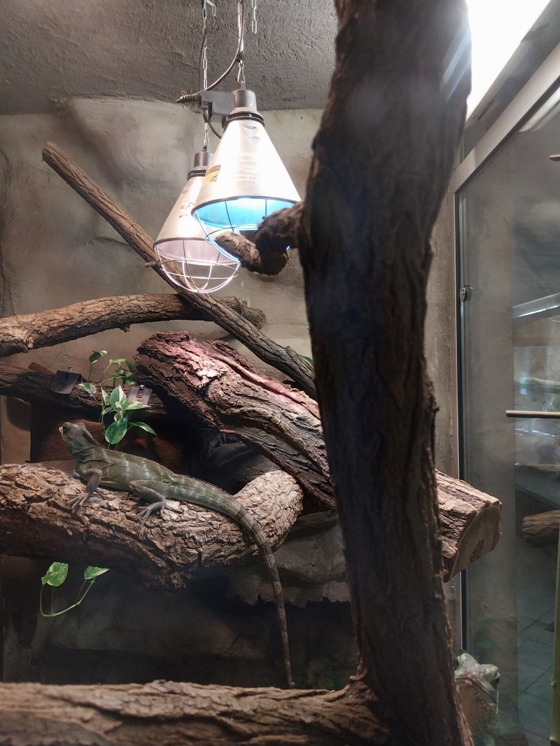 Monkey House - Asian Water Dragon (Physignathus cocincinus)