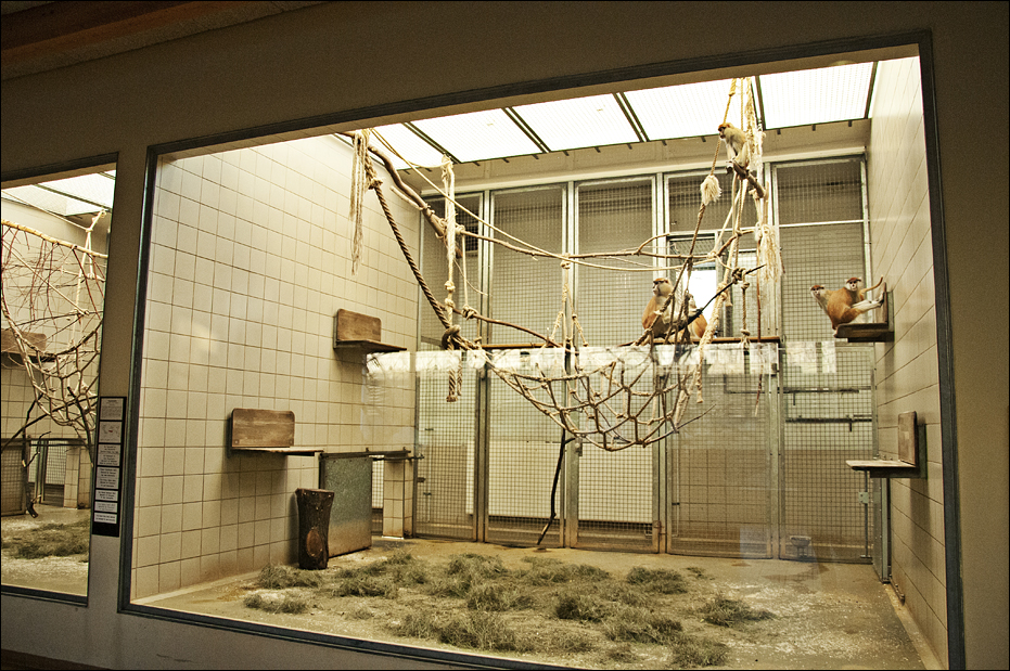 Monkey house at Berlin Tierpark