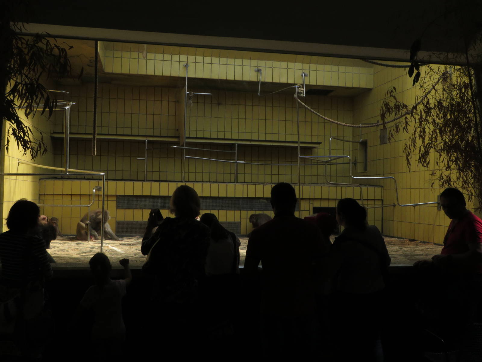 Monkey house - baboon indoors