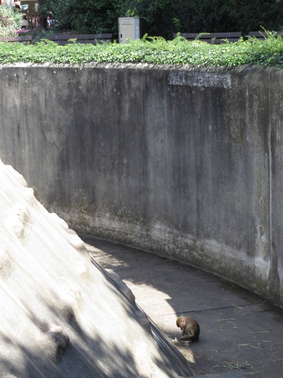 Monkey house - baboon outdoors