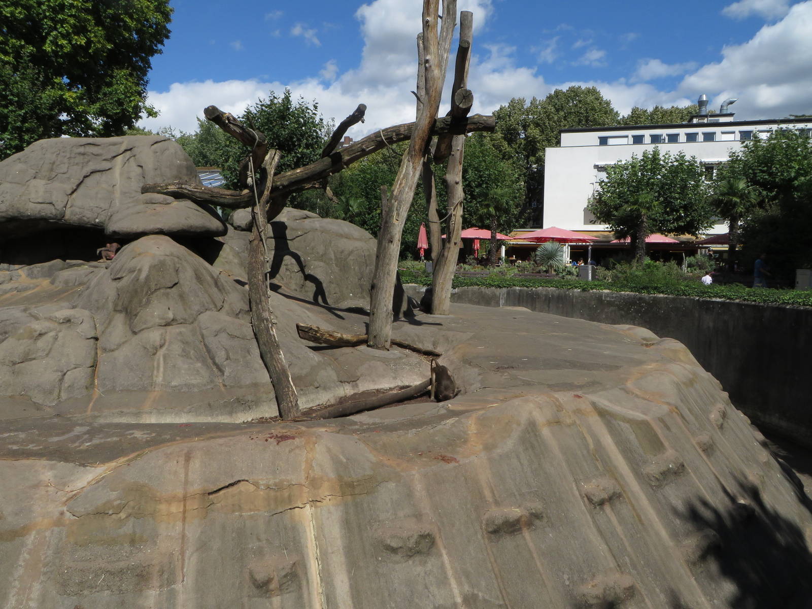 Monkey house - baboon outdoors