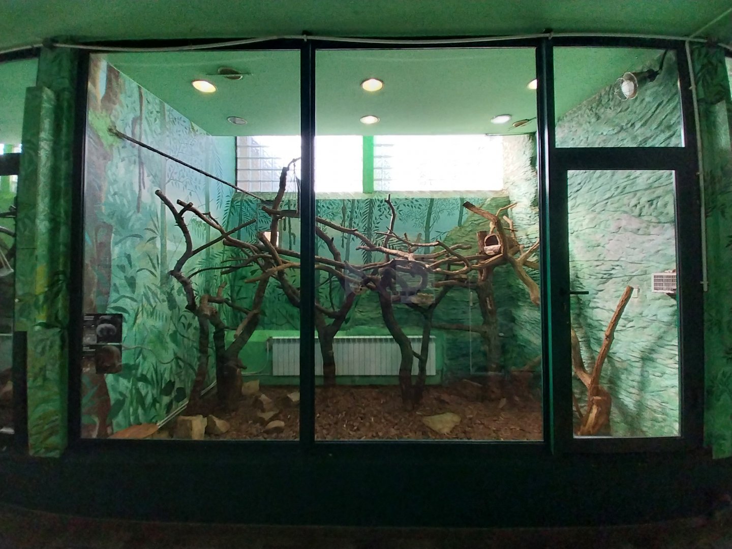 Monkey House - Bearded Emperor Tamarin (Saguinus imperator subriscens)