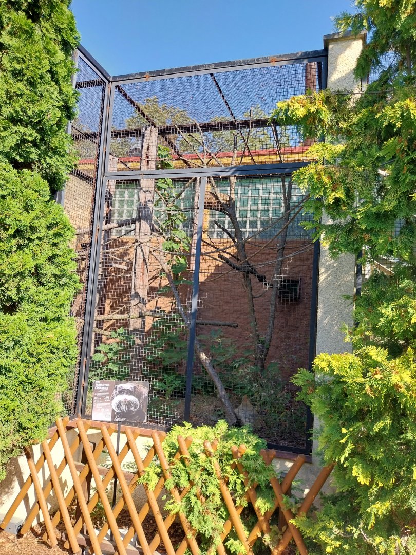 Monkey House - Bearded Emperor Tamarin (Saguinus imperator subriscens)